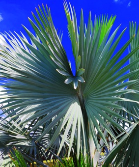 Palm